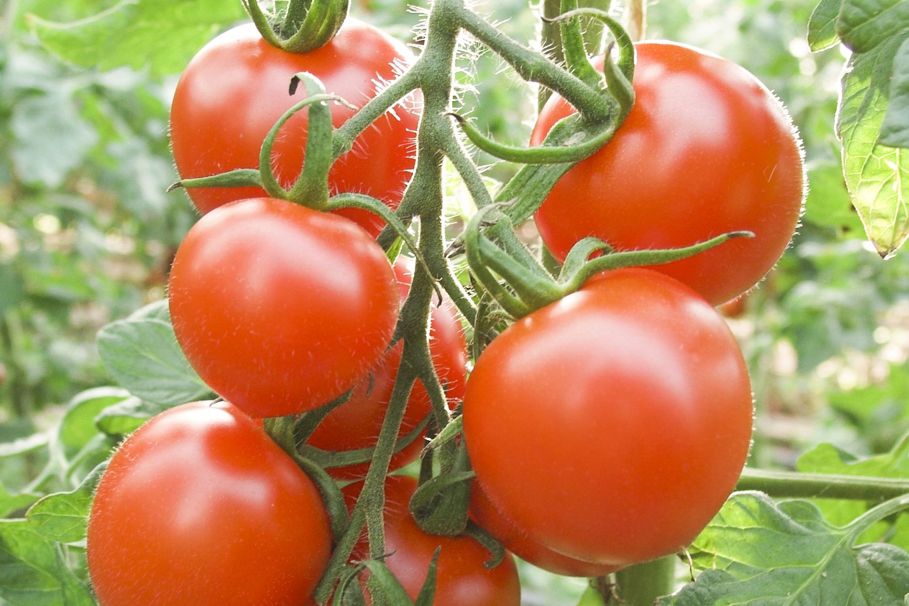 Tomate einsäen, vorziehen, pflanzen