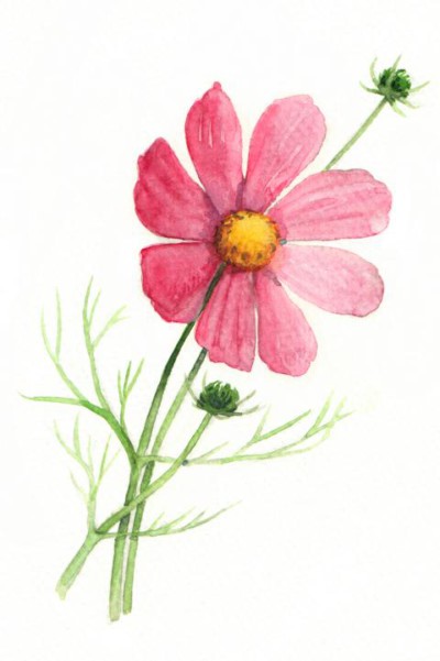 Cosmea säen