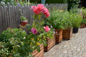 pflanzkasten-laerche-duftwolke-zitronenverbene Gartenfrosch Pflanzkasten verschiedene Ausführungen