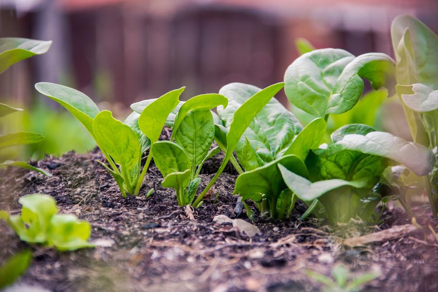 Gesunden Spinat anbauen - noch im Herbst säen