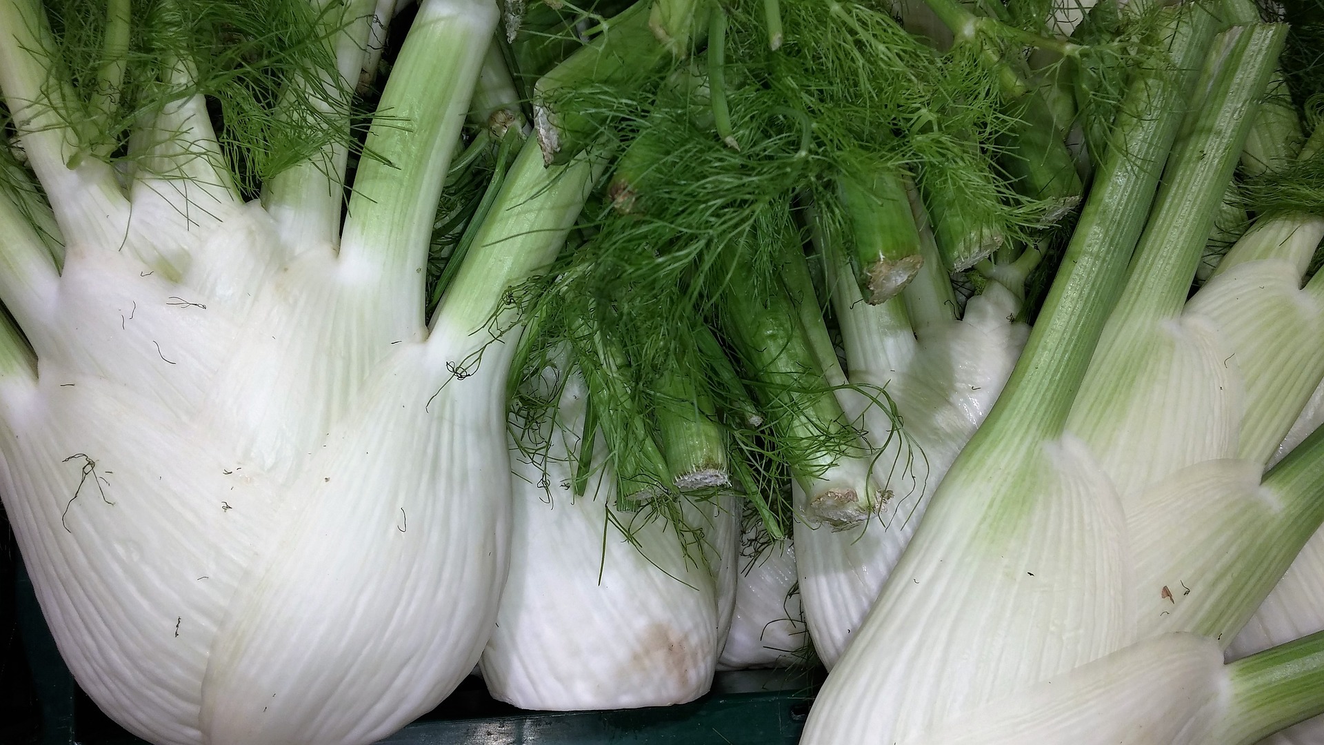 Fenchel anbauen - wie es geht.