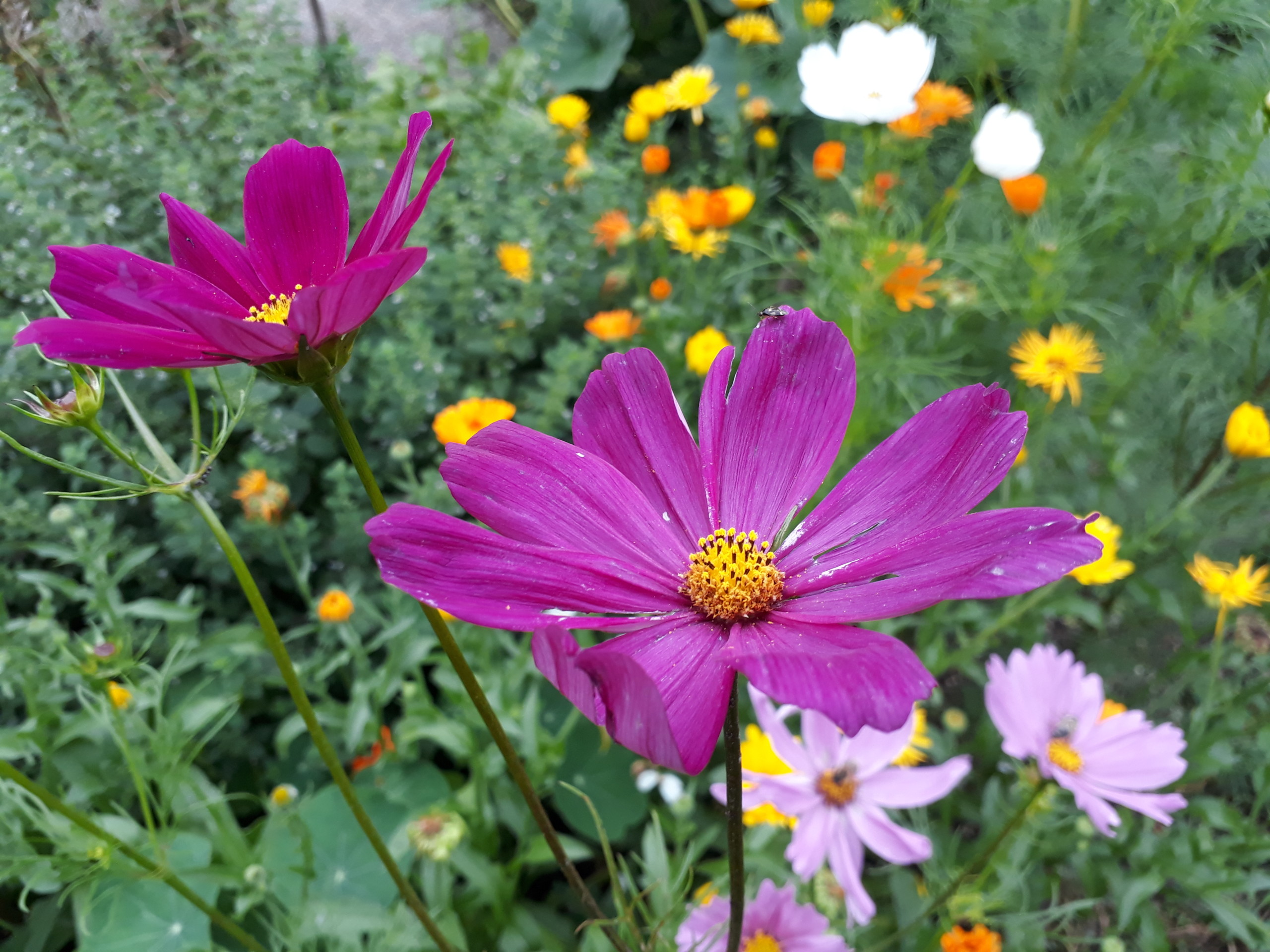 Cosmea, Ringelblume und andere essbare Blüten