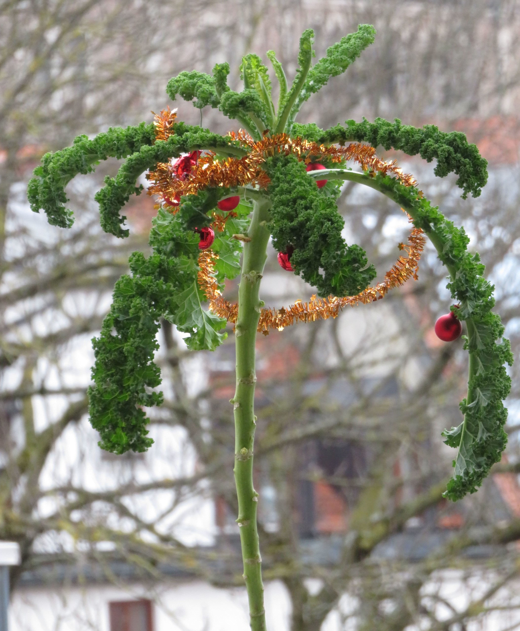 Grünkohl an Weihnachten