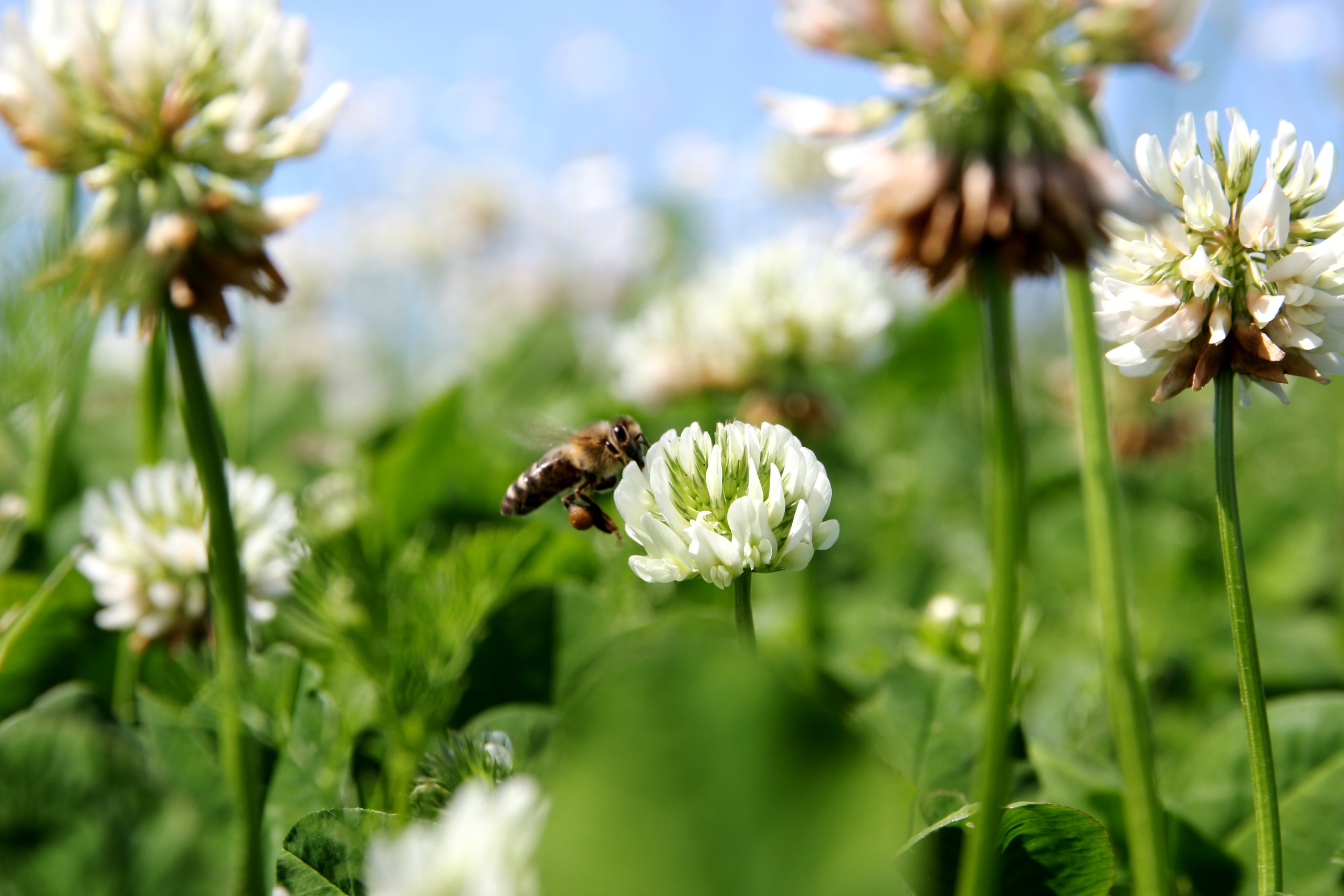 Bio Dünger aus Klee
