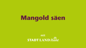 Mangold anbauen
