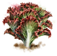 Salat_pflanzen_Lollo_Rosso Salat pflanzen