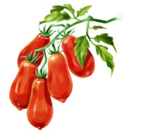 Tomaten_säen_san_Marzano Tomaten säen