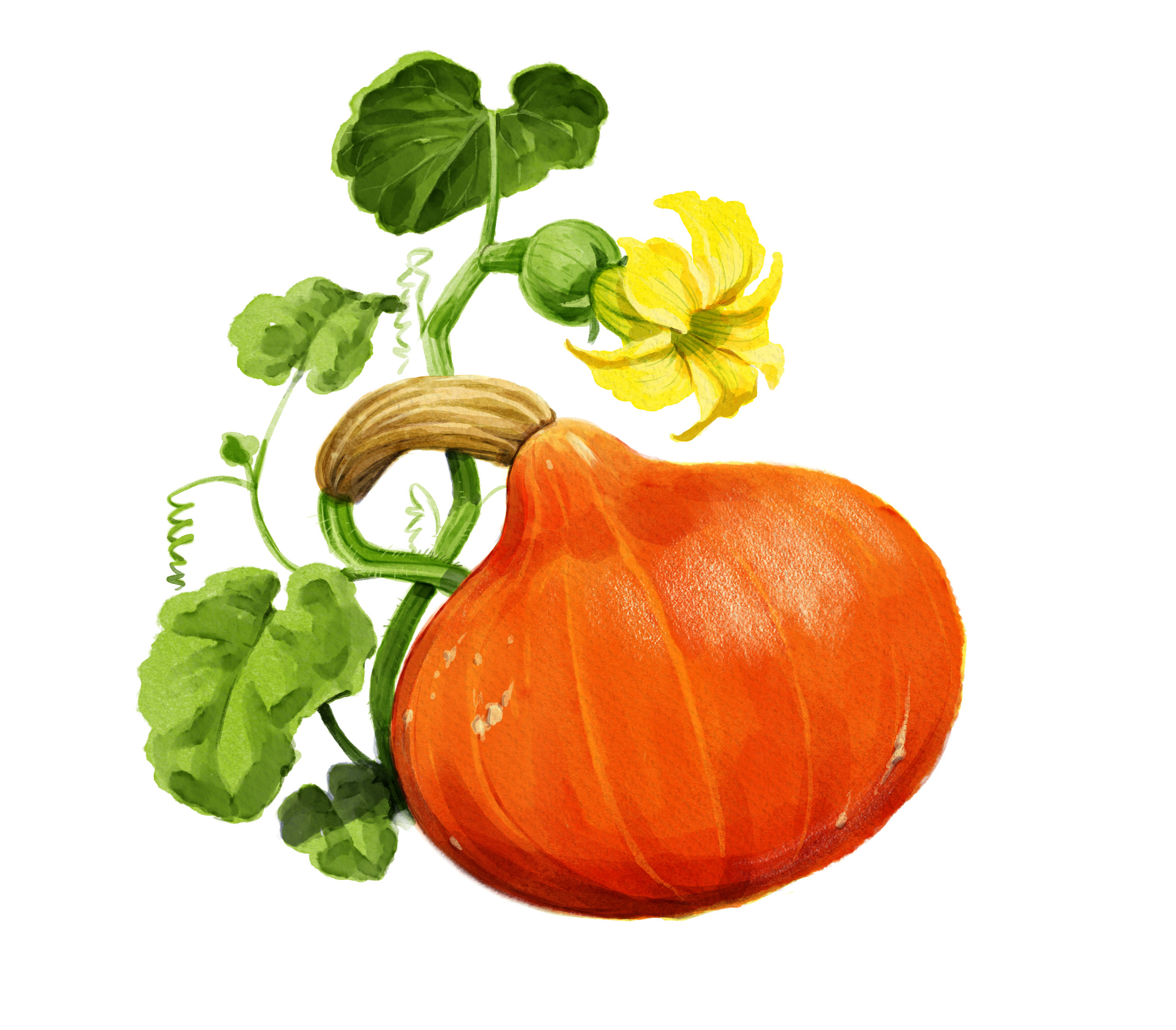 Kürbis anbauen aus Bio Kürbis-Samen