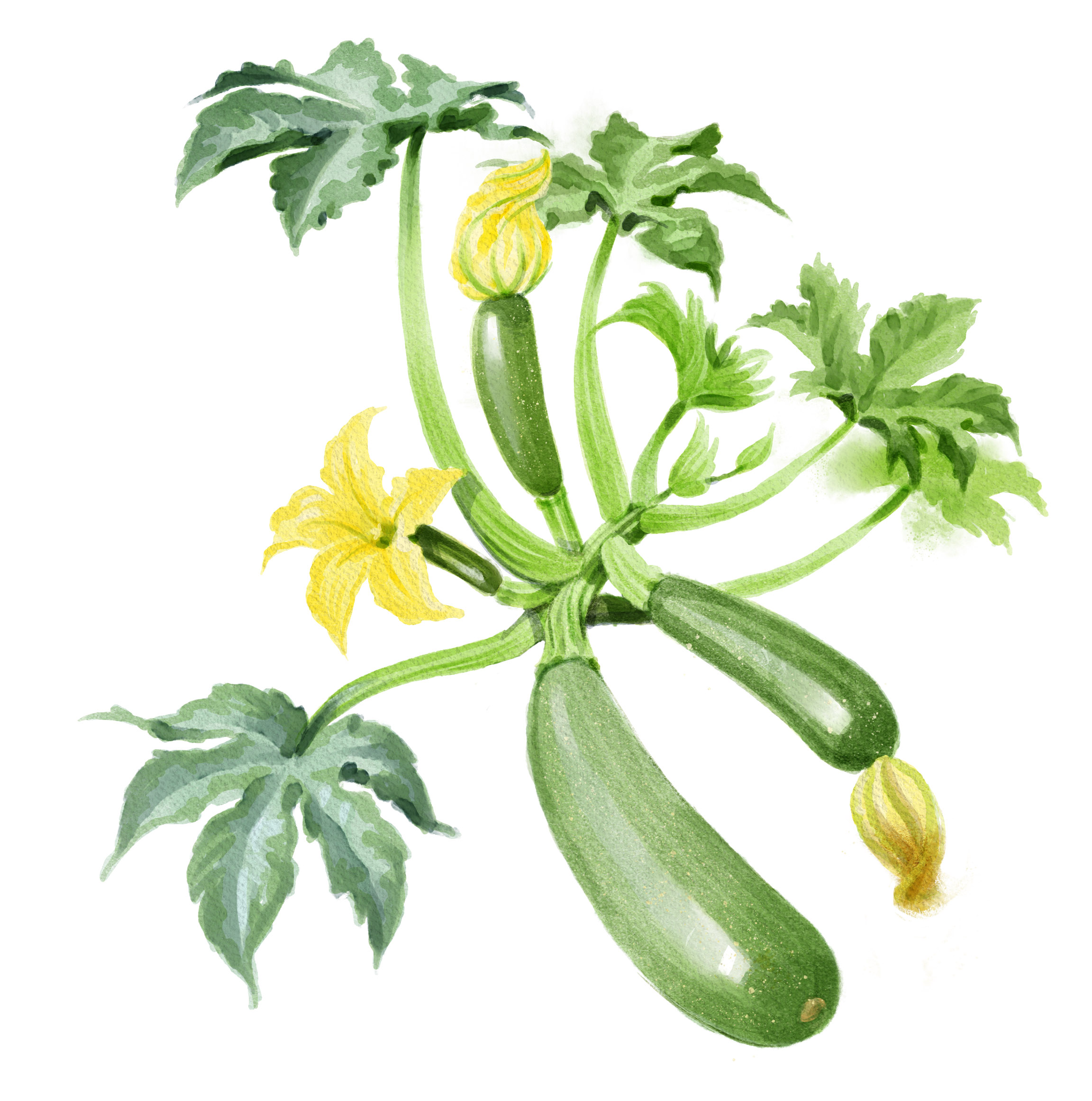 Zucchini anbauen. Zucchinisamen Aussaat.