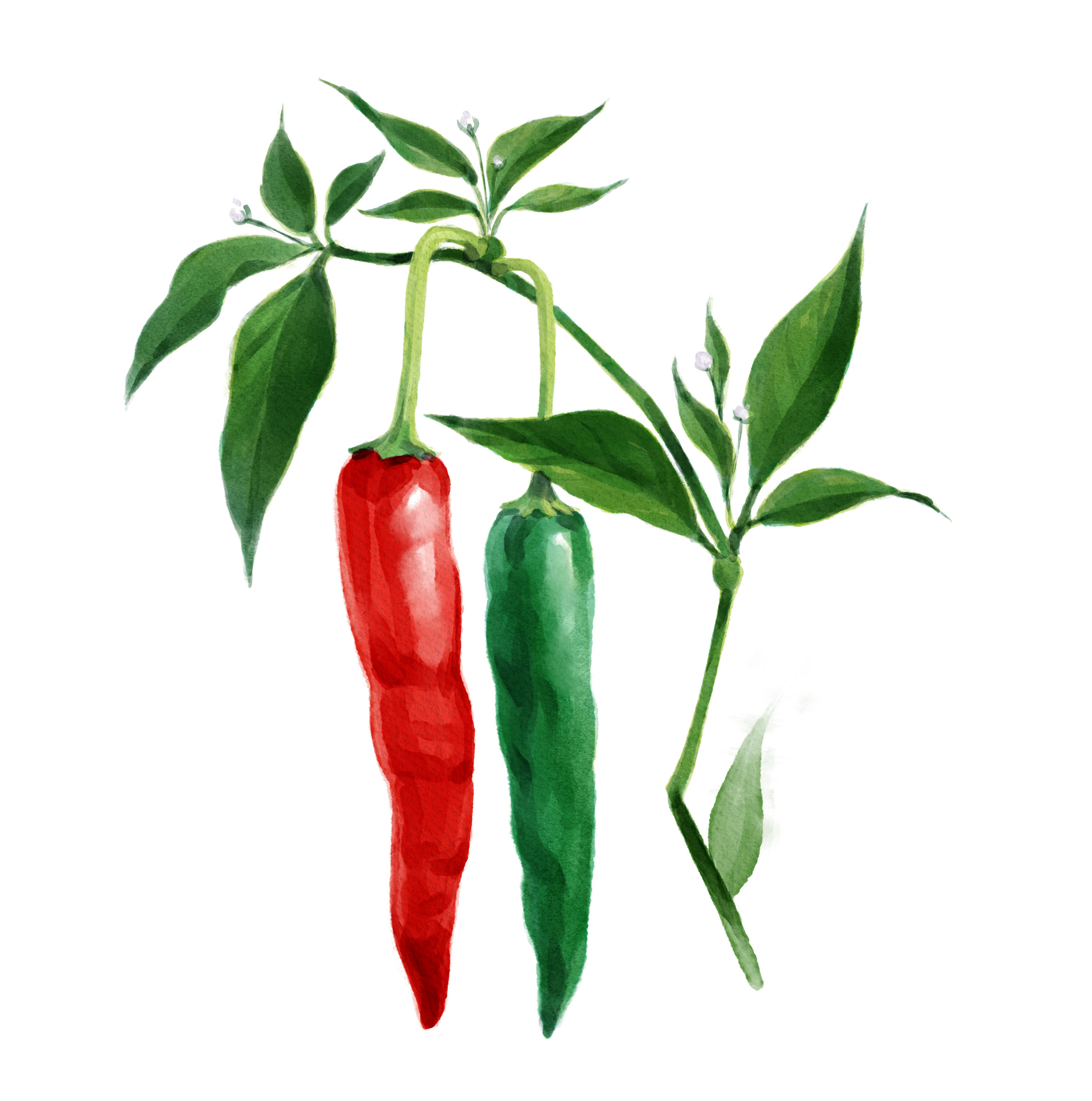 Chili anbauen de Cayenne