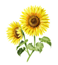 sonnenblumen_saeen_verzweigte Sonnenblumen säen