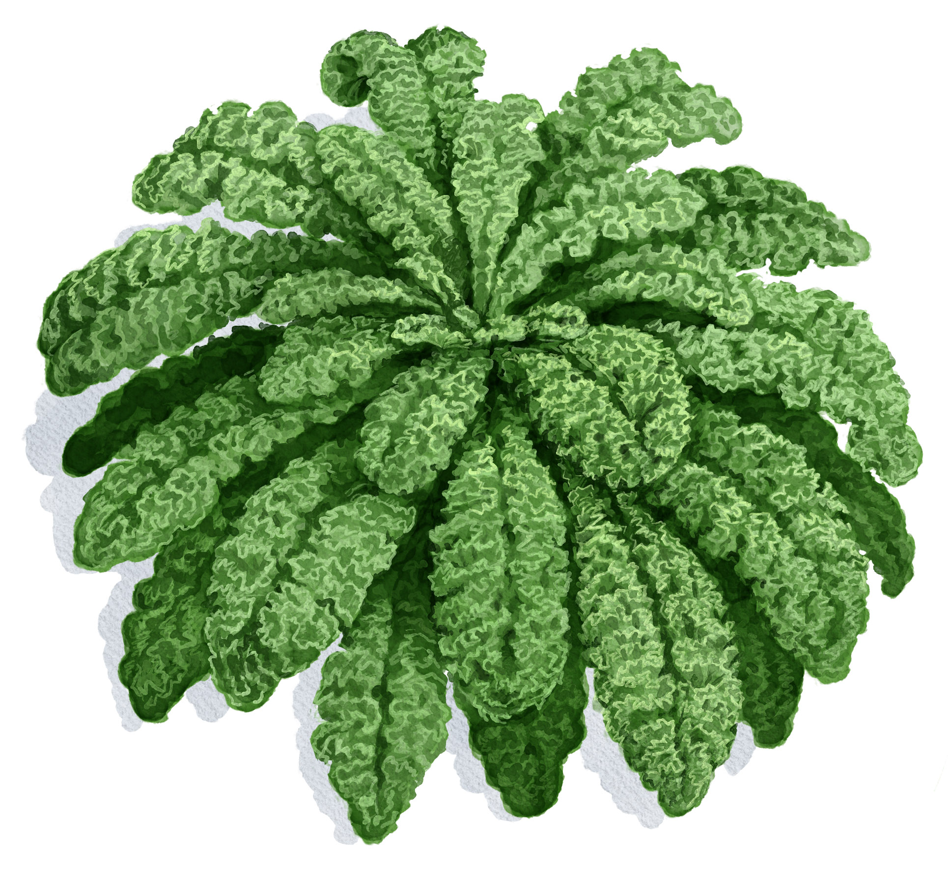 Grünkohl anbauen Lerchenzunge