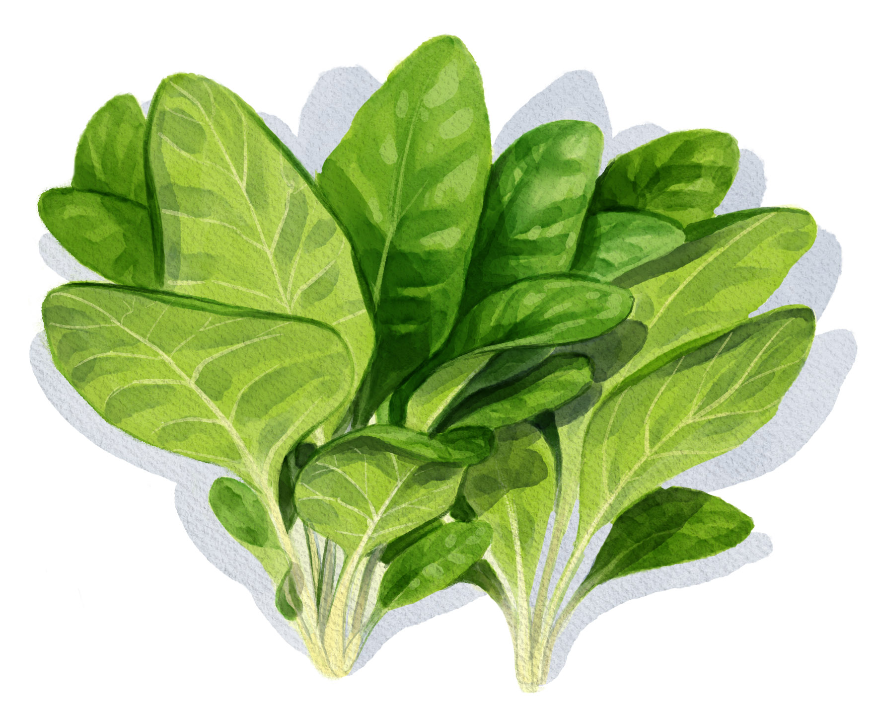 Spinat anbauen. Spinatsamen Aussaat.