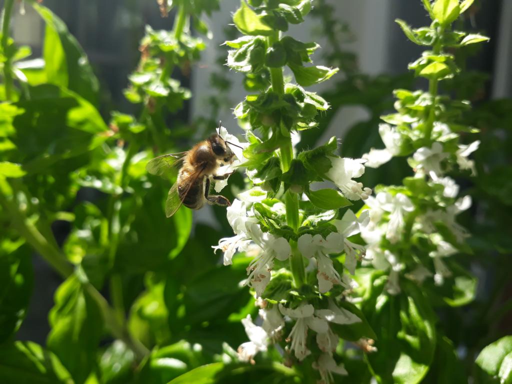 Basilikum-Samen selbst vermehren