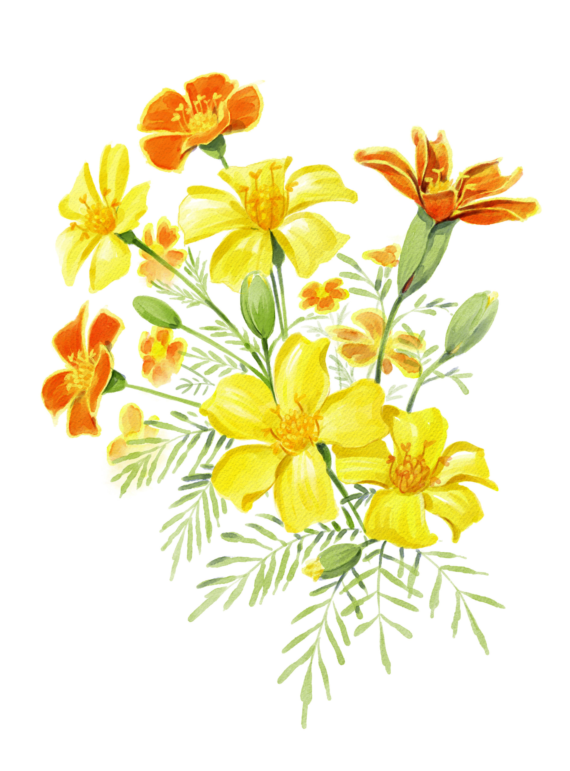 Tagetes säen