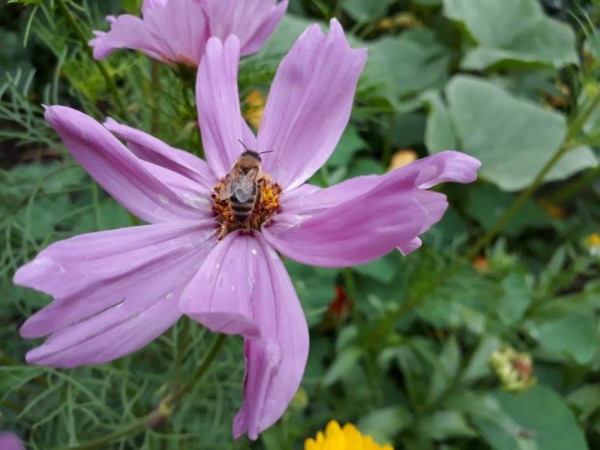 Cosmea-Samen selbst vermehren - so einfach geht&rsquo;s!