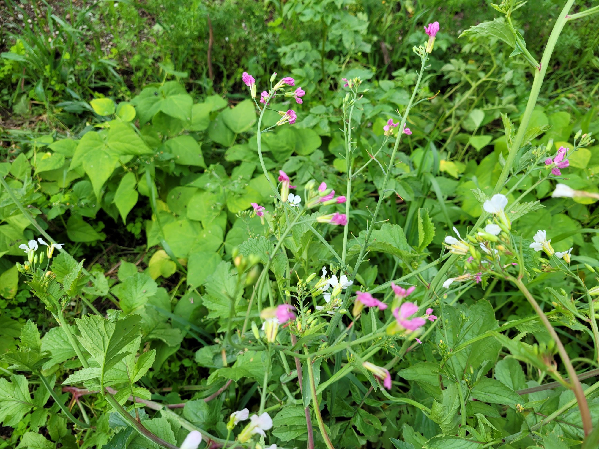 Radieschen Samen selbst vermehren