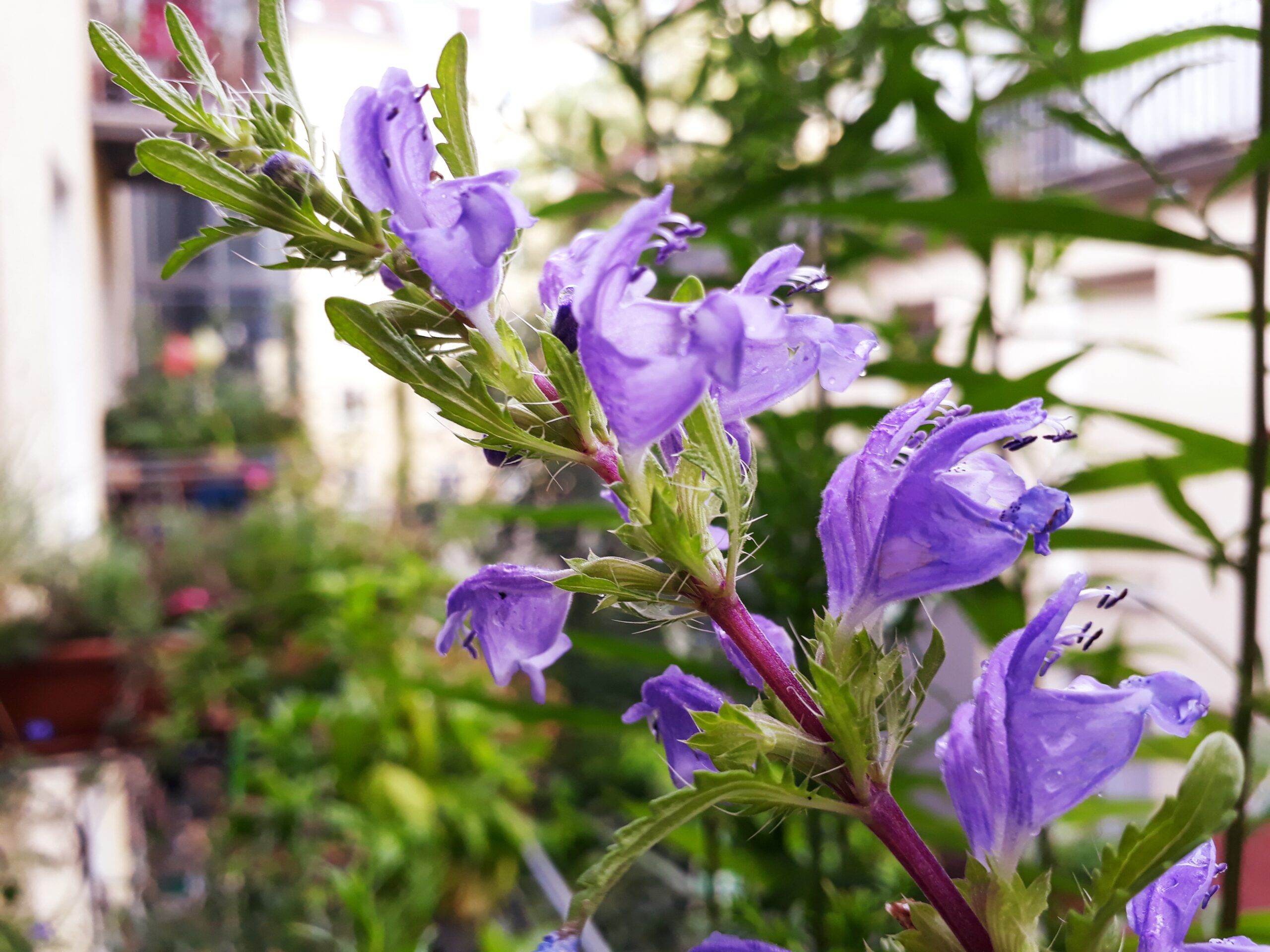 Türkischer Drachenkopf Blüte