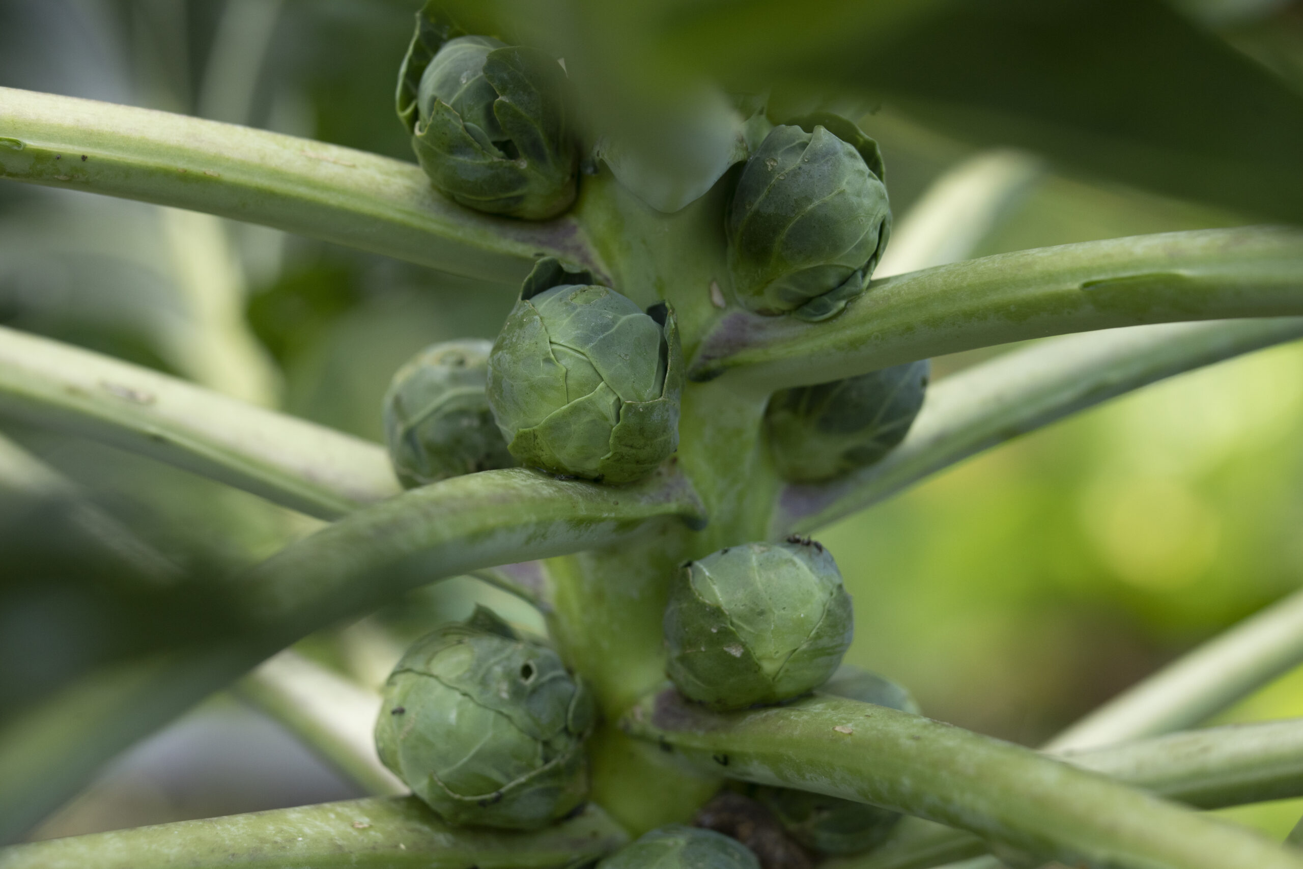 Saatgut kaufen - die Partner