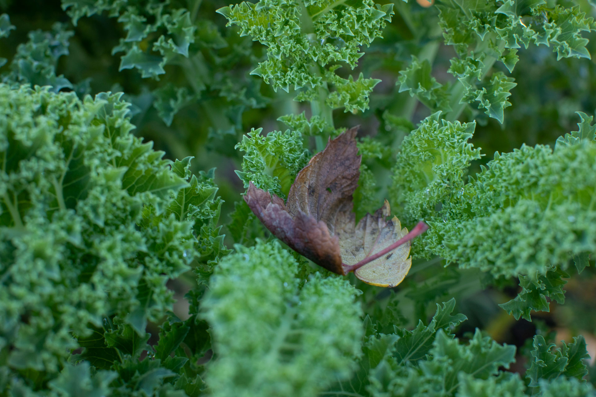 Über uns/die GärtnerInnen