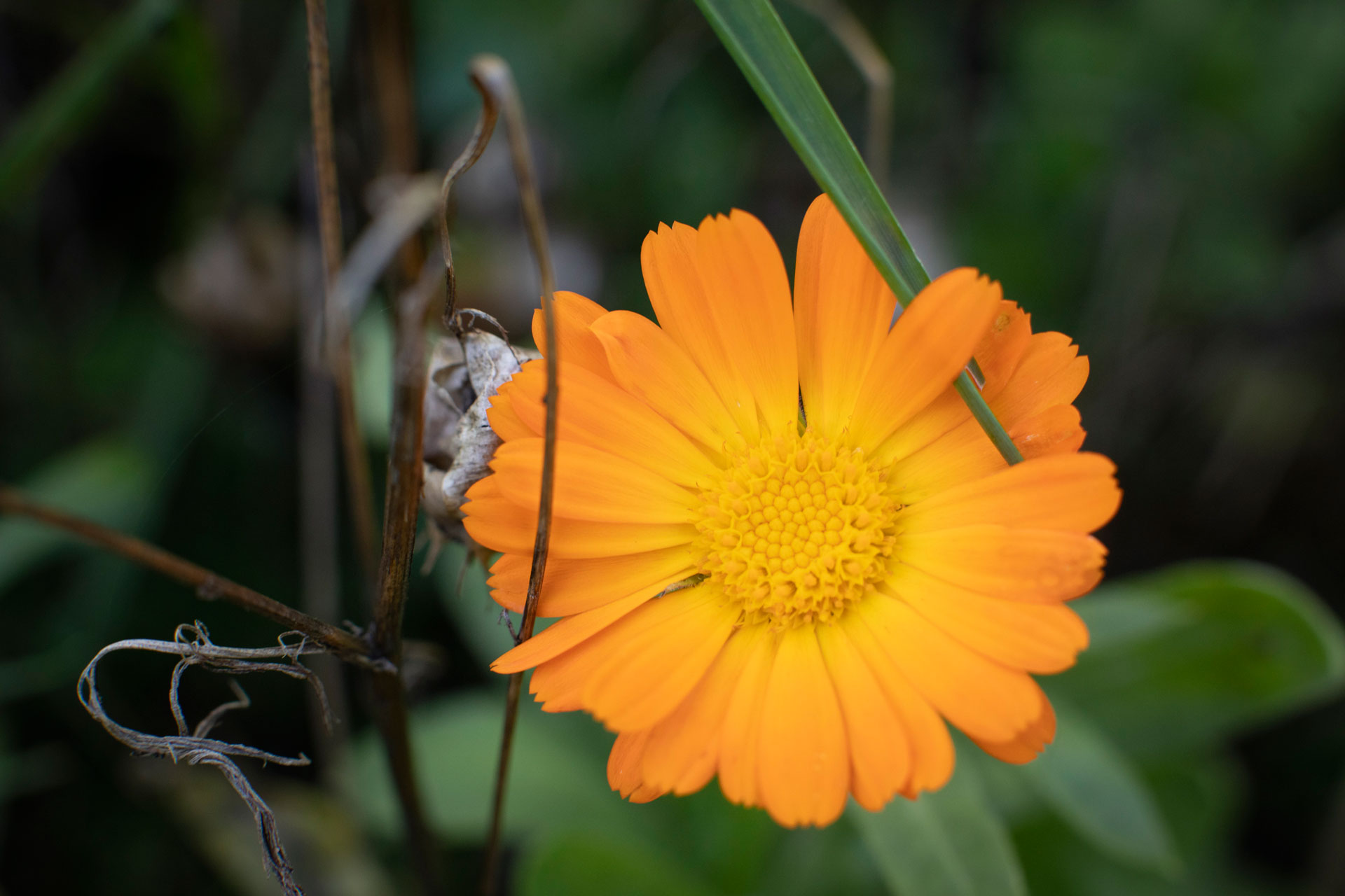 Die Idee von Stadt Land blüht