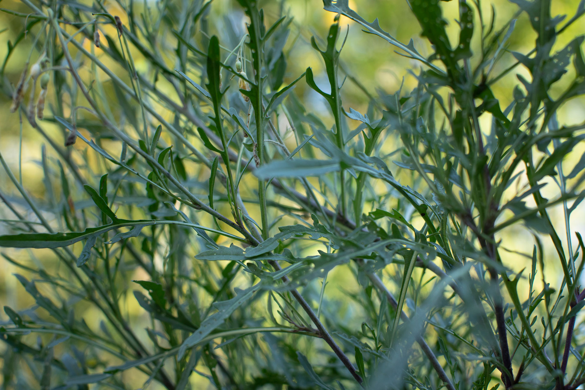 Unser Saatgut für Kitas und Schulen