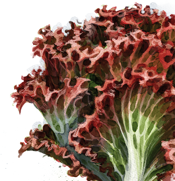 Lollo Rosso Salat pflanzen