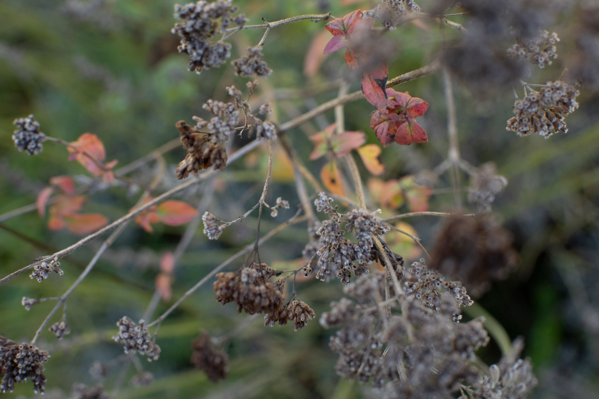 Saatgut Sortenvielfalt