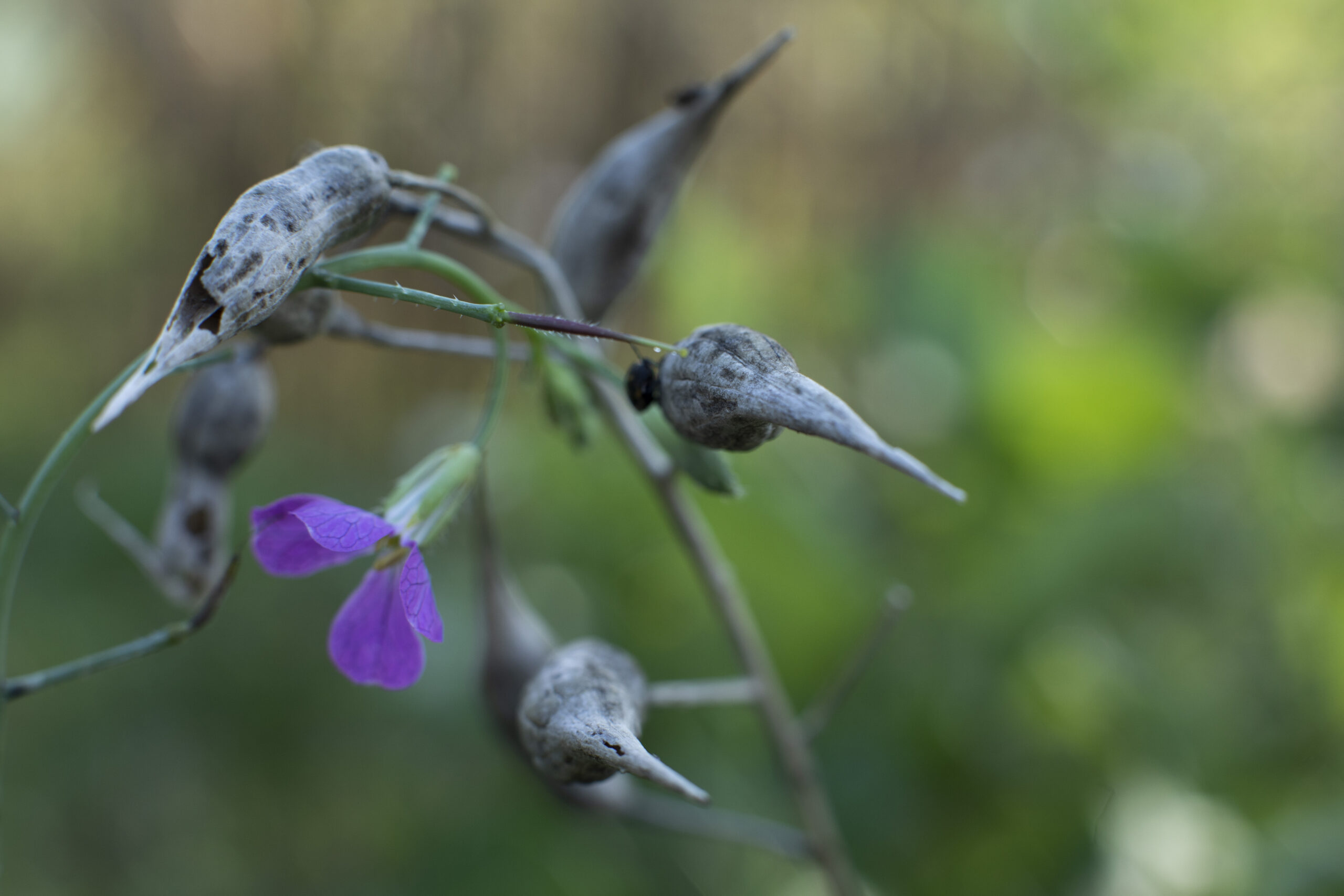 Gartentipps Newsletter