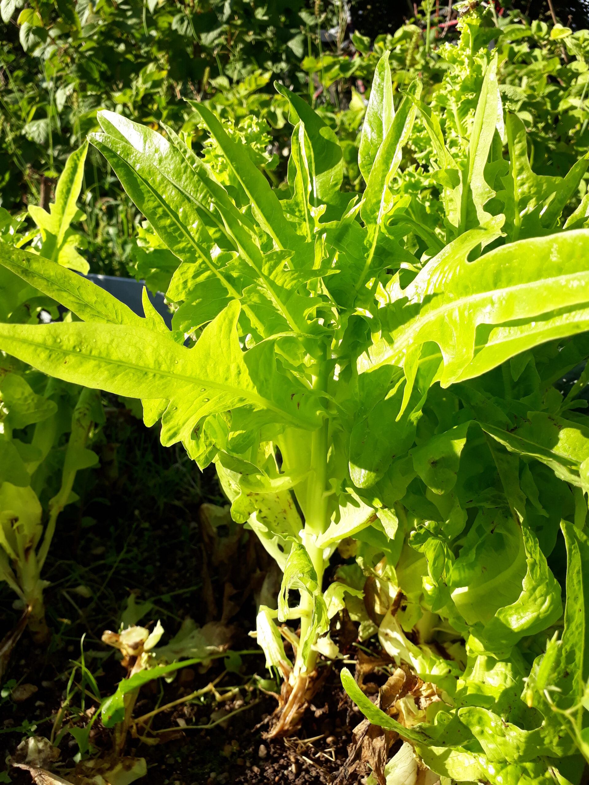 Salatsamen selbst vermehren