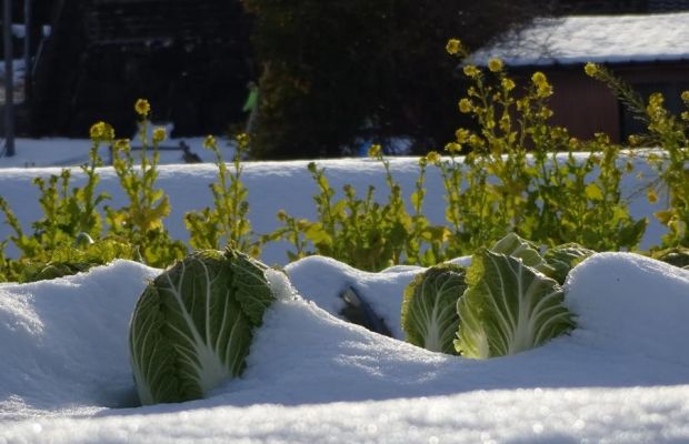 Dieses Gemüse ist winterhart
