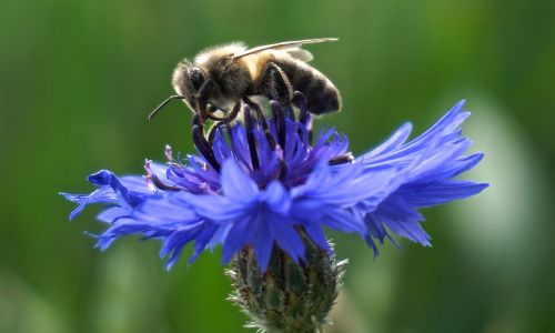 So wird euer Balkon bienenfreundlich