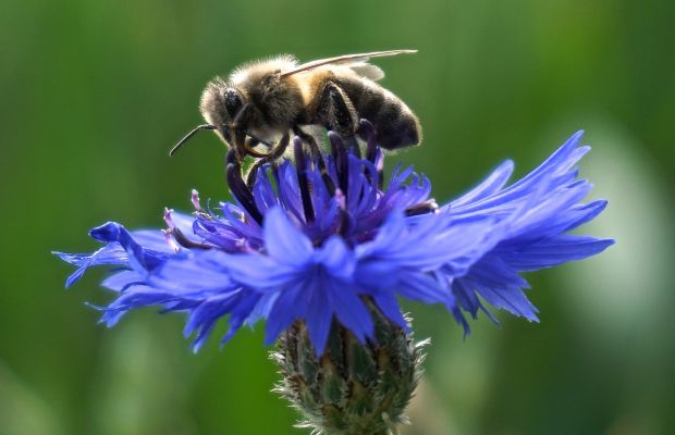 So wird euer Balkon bienenfreundlich