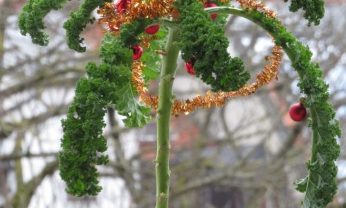 Grünkohl an Weihnachten