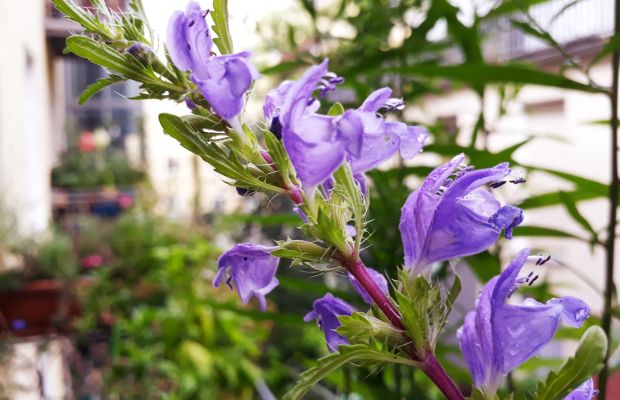 Türkischer Drachenkopf Blüte