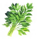 Bio Saatgut Petersilie Einfache Schnitt 3