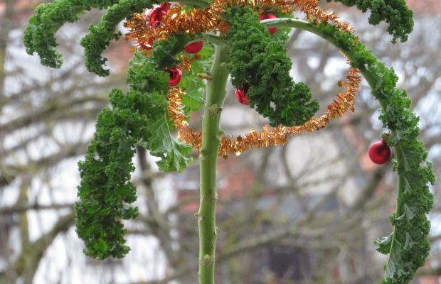 Grünkohl an Weihnachten