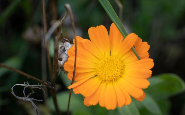 Die Idee von Stadt Land blüht