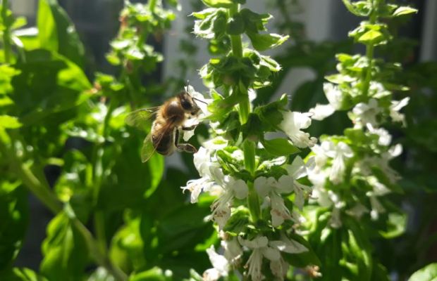 Der bienenfreundliche Balkon - Basilikum