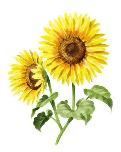 Sonnenblumen säen