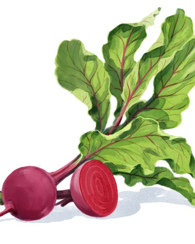 Rote Bete anbauen aus Rote Bete Samen