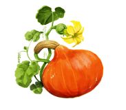 Kürbis anbauen aus Bio Kürbis-Samen