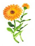 Ringelblume säen Calendula Officinalis