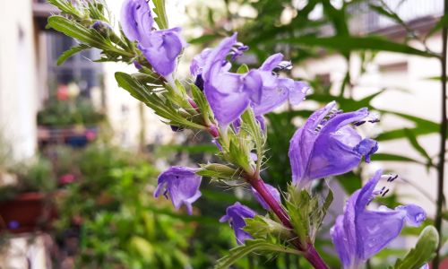 Türkischer Drachenkopf Blüte