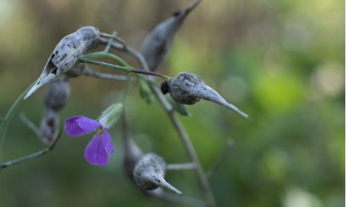 Gartentipps Newsletter