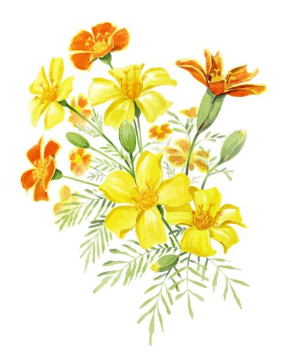Tagetes säen
