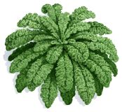 Grünkohl anbauen Lerchenzunge