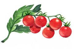 Bio Saatgut Tomate Zuckertraube