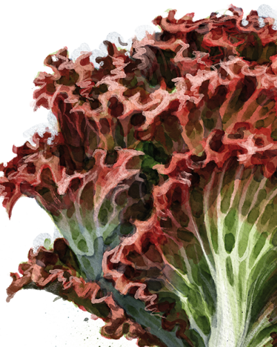 Lollo Rosso Salat pflanzen