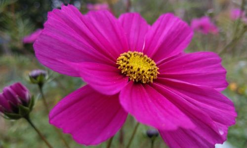 Schmuckkörbchen Cosmea